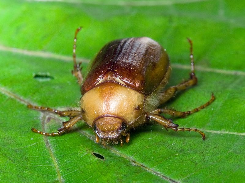 Rhizotrogus aestivus (Olivier, 1789)